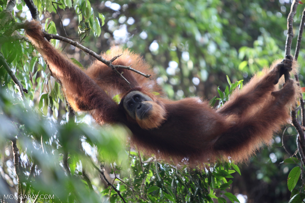 Both intact and logged forests are important habitats for Borneo’s population of orangutans. Image by Rhett A. Butler/Mongabay.
